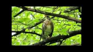 Kramsvogel Turdus pilaris in beeld en geluidFieldfare in image and sound [upl. by Alessandro]