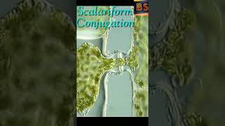 Sexual reproduction in Spirogyra [upl. by Snoddy]