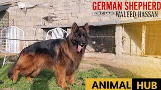 Top Quality German Shepherd Long Coat Dog Kennel in Punjab [upl. by Frankhouse271]