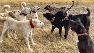 SÜRÜ KÖPEKLERİ BİR BİRİNE GİRDİ  HAYMANA KARALARI VE AKBAŞLARI KARŞI KARŞIYA  Haymanalı Çobanlar [upl. by Philo]