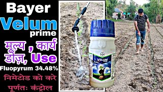 Bayer velum prime  nematicide  tamatar me jhulsa rog  bacterial wilt  PraveenThakur  Fluopyrum [upl. by Adnoryt742]