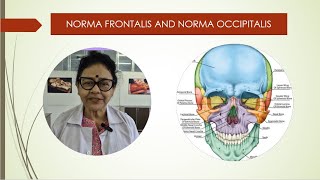 Norma frontalis and occipitalis [upl. by Nidnal]