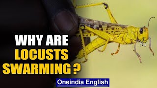 Locust outbreak Why are they swarming and what damage can they cause  Oneindia News [upl. by Ydrah137]