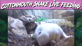 Cottonmouth Snake amp Copperhead Snake Live Feeding Video  Jacks Reptiles [upl. by Susie]