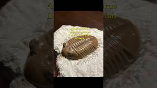 Fossil preparation  Russian Asaphus Lepidurus Trilobite [upl. by Baal]