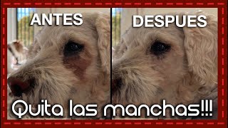 ¡Adiós a las manchas Remedios caseros para eliminar las manchas de los ojos de tu perro [upl. by Luemas]