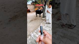 Ectoparasites  endoparasites  weight loss  anemia  animals cattledisease cowdisease vet cow [upl. by Yraek146]