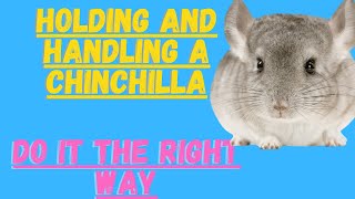 Holding And Handling A Chinchilla My Top 5 Tips [upl. by Kiyoshi]