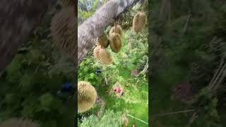 Harvesting Durian Fruit  Green Farm 132 Harvesting fruit satisfying harvestdurian [upl. by Nilahs847]