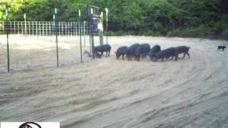 Wild Hog Trapping  Capturing 56 Hogs in Two Traps  JAGER PRO™ [upl. by Bilicki468]