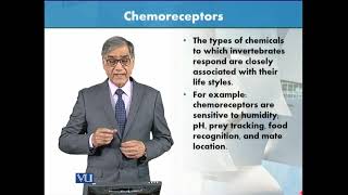 Chemoreceptors  Animal Form amp Function 1 Theory  ZOO516TTopic059 [upl. by Solley882]