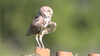 Burrowing Owl Call [upl. by Benkley]