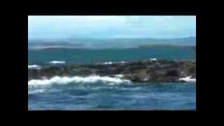 A Dreamy Farne Island Boat Trip [upl. by Ekyt816]