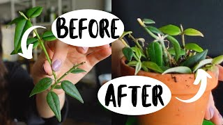 How To Make Your Hoya Houseplants MORE FULL Hoya Plant Propagation [upl. by Ateikan42]