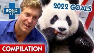 Bondi Vets New Years Resolutions  Compilation  Bondi Vet [upl. by Mendie548]