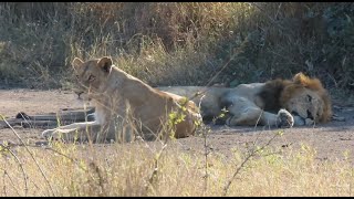 Beautiful Mating Pair of Lions [upl. by Kristan]