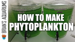 How to make Phytoplankton [upl. by Ellehcar]