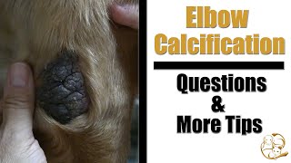 Dog Elbow Calcification  Pet Grooming Questions amp Treatment Tips [upl. by Anialad]