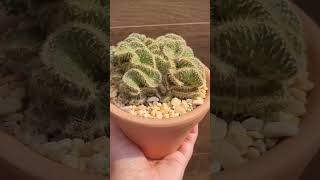 Astrocylindropuntia Subulata Cristata [upl. by Eahsed]