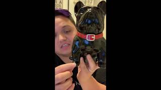 Frenchie Scentsy Warmer [upl. by Tildie]