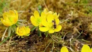 Wildbiene amp Winterling  Wild Bee on Winter Aconite [upl. by Bohi358]