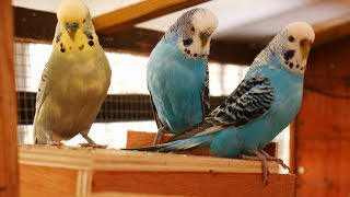 Over 2 Hours of Budgies Playing Singing and Talking in their Aviary [upl. by Nedac]