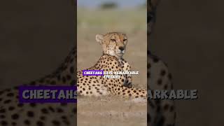 Cheetah The Fastest Land Animal facts animals cheetah [upl. by Messab]