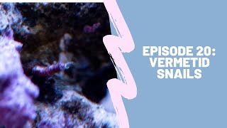 150g Reef Tank Ep 20  Vermetid Snails [upl. by Leeda49]