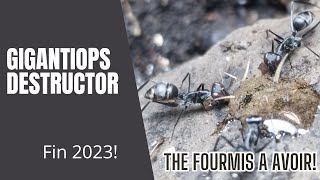 Gigantiops destructor fin 2023 suivi évolution de mes fourmis [upl. by Rolan693]