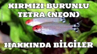 Hobihanem  Kırmızı Burunlu Tetra Neon Balıkları Hakkında Bilgiler [upl. by Sivrad]