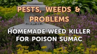 Homemade Weed Killer for Poison Sumac [upl. by Sarine903]