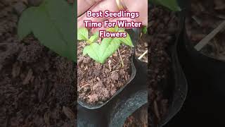 Best Seedlings Time For Winter Flowers seeds seedlings plants shorts [upl. by Ardnod]