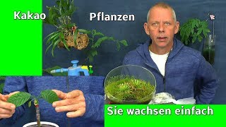 Im wilden Zimmer Garten Pflanzen beim wachsen sehen Exotische Samen und Kakao Pflanzen [upl. by Emory]