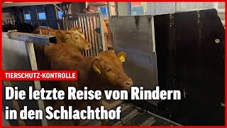 Tiertransport in der Schweiz So sieht es bei einer Kontrolle aus [upl. by Benn42]