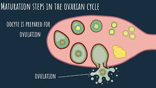 Oogenesis  the ovarian cycle Part 1 [upl. by Michail103]