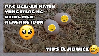 TIPS AND ADVICE PARA SA ITLOG NANG INYONG ALAGANG IBON  ANO MANGYAYARI SA ITLOG [upl. by Ycats211]