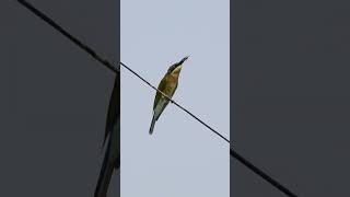 The Life of a Bee Eater  Real Angry Birds [upl. by Annayak]