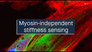 The viscoelasticity of flowing actin regulates stiffness sensing in fibroblasts without myosin [upl. by Eyak]