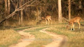 Chital or spotted deer graze on a forest track at Kanha National Park Madhya Pradesh [upl. by Enaols]