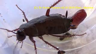 Black Cockroach Blatta orientalis Father Mother and Kids How to Get Rid of Roaches [upl. by Shuma73]