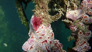 Beautiful Colony of Star Ascidian [upl. by Wetzell]