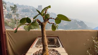 Indian Banyan Tree  Root Pruning  Repotting [upl. by Peednam]