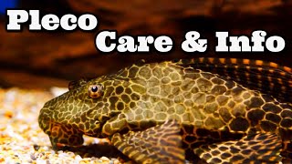 Pleco Care and Information Hypostomus Plecostomus  Common Pleco [upl. by Renzo]