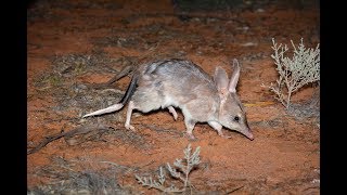 AWC brings Bilbies back to the Mallee [upl. by Marijane]