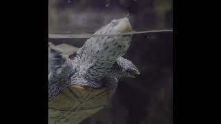 Meet the Diamondback Terrapin [upl. by Ellatsyrc]