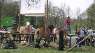 Paarden mennen en Belgische Knollen in Horst [upl. by Aysa792]