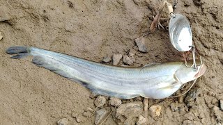 Big Wallago Attu Catfish 😱 ll big pathan fish hunting ll big pathan fish fishing [upl. by Akimad]