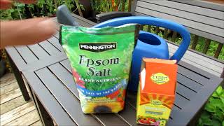 Container Vegetable Gardening Using Epsom Salt Fertilizer My Mid August Routine [upl. by Lettie44]