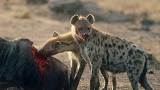 ✔ El licaón  Depredador Africano DOCUMENTAL 2016 HD [upl. by Bari281]