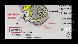 Orecchio  versione molto semplificata utile per la clinica  Otorinolaringoiatria e audiologia [upl. by Jaco]